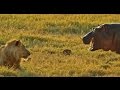 Hippo provokes 9 LIONS