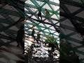 Sky Net Jewel Changi airport | @SGCareerBangla