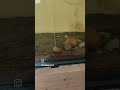 Giving carrot to my apple snail #snails #fishkeepinghobby #aquarius #fishlover #aquarium #trending