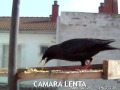 Secuencia de vídeo filmado a través de la cámara en el comedero, en el que un estornino embiste a otro. Secuencia a cámara lenta.