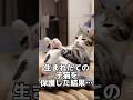 生まれたての子猫を拾った結果 #shorts #子猫 #保護猫 #猫 #捨て猫 #catlovers #kitten