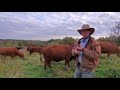 Greg Judy discusses the benefits of South Poll cattle on 100% grass