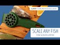 How to scale any fish? New fish scaler LuxFish 2M