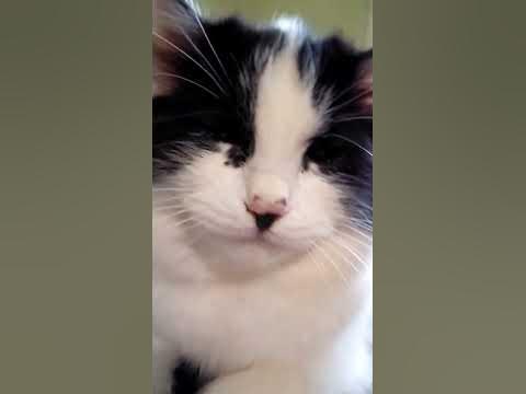 #миле кошеня - YouTube