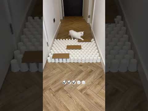 Испытание для кошки