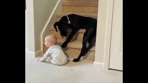 Protective puppy prevents little baby from climbing stairs | Funny Dog Videos Compilation #Shorts