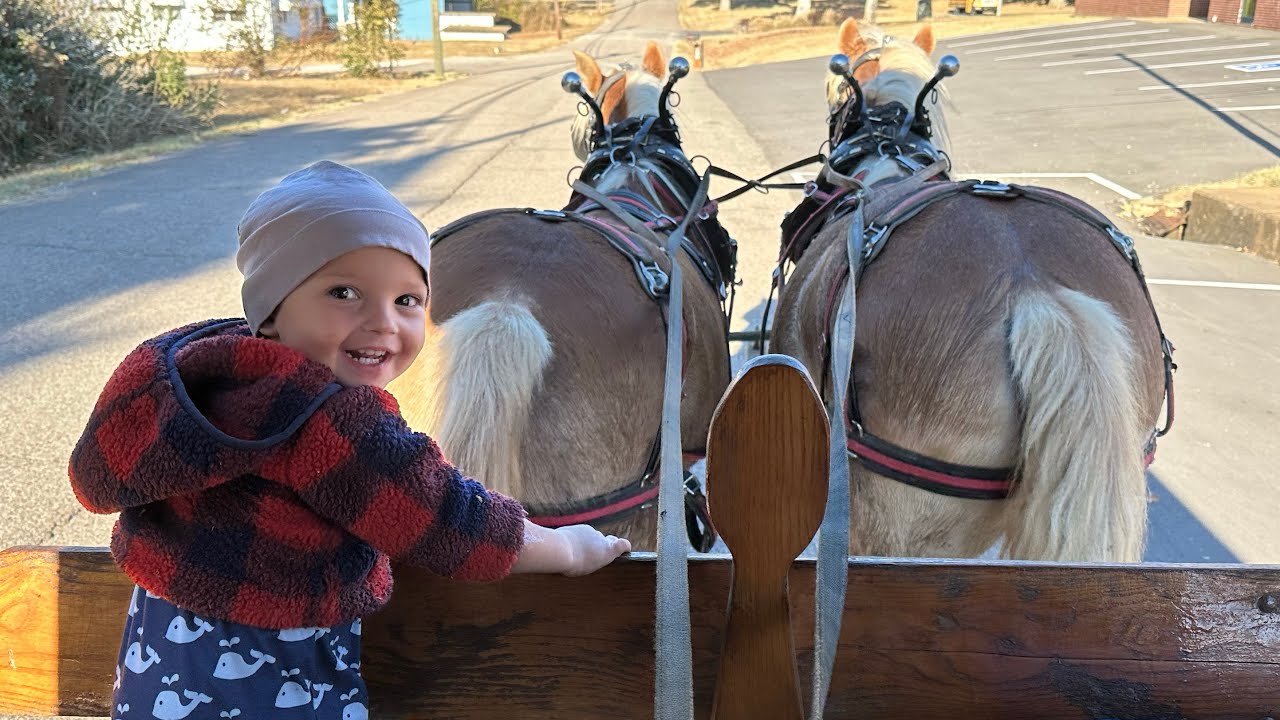 haflinger-s-out-for-a-fun-winter-wagon-ride-breck-falls-asleep