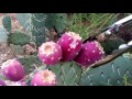 Собираем плоды кактуса Опунции.Аризона,США