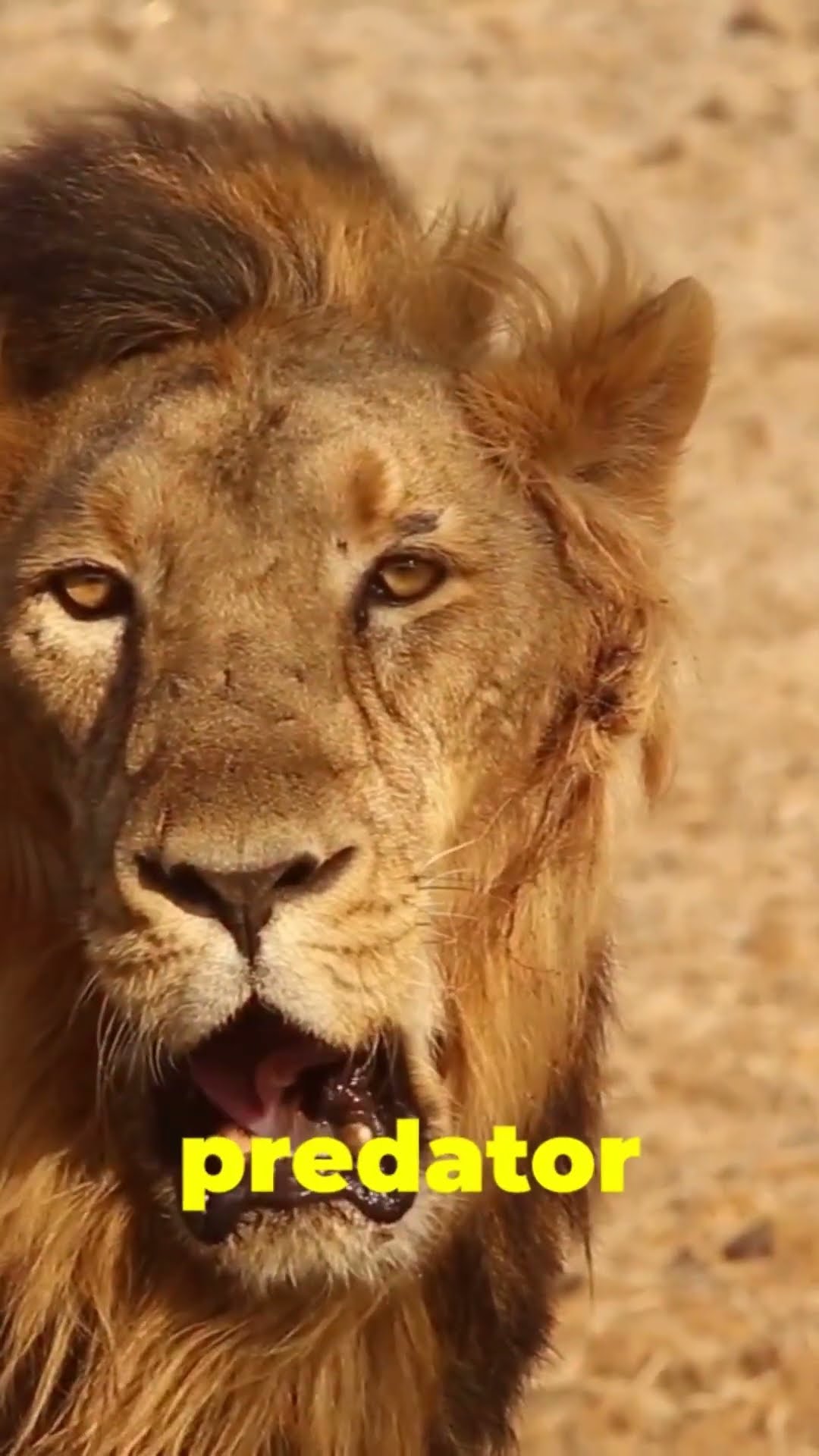 The Majestic Roar: Unveiling the Lion's Tale  �� - YouTube