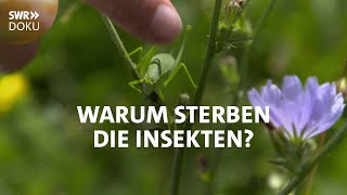 Der stumme Sommer - Warum sterben die Insekten | SWR Doku