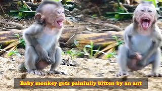 The mother put the baby monkey on the ground, and the baby monkey was painfully bitten by ants