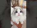 i can't 😭 ‎#catsoftiktok #funnycat #kitten #cutecats #catlovers