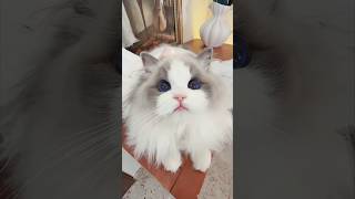 i can't 😭 #catsoftiktok #funnycat #kitten #cutecats #catlovers