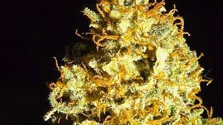Grow weed easy. 3wk turnover. Organic, Dr. Earth. Purple Crack Cali Connection & clones. 🪴 🪴 🪴