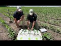 Corn IF Program Study