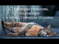 О прокрастинации,  телевизоре и качественном отдыхе