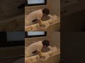 こっこっこ、こきき #編集練習中 #日常 #キャップカット #朝20分編集