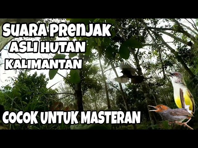 MASTER SUARA PRENJAK ASLI HUTAN KALIMANTAN class=