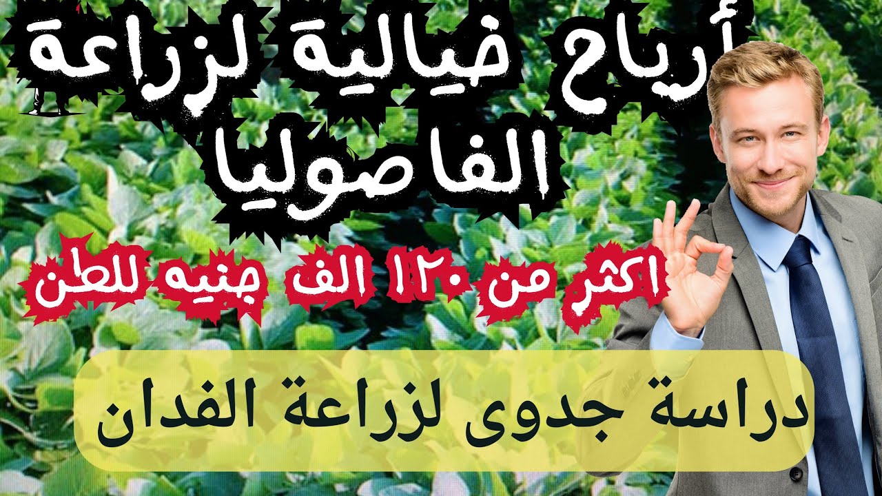 ارباح خيالية من فدان الفاصوليا الطن ١٢٠ الف جنيه /دراسة جدوى لزراعة فدان فاصوليا بالتفاصيل