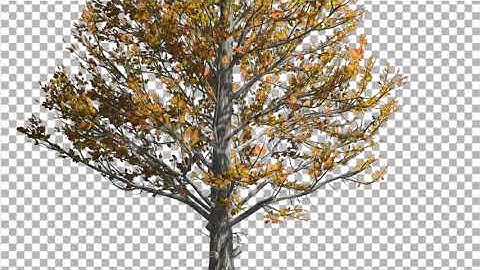 Sugar Maple Trunk Tree is Swaying at The Wind | Motion Graphics - Envato elements