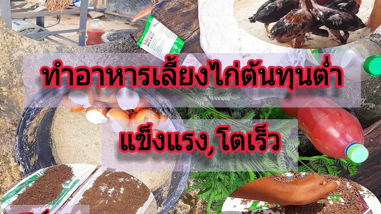 ทำหัวอาหารอัดเม็ดต้นทุนต่ำ,อาหารไก่ต้นทุนต่ำ | หัว อาหาร ไก่ข้อมูลที่เกี่ยวข้องล่าสุด