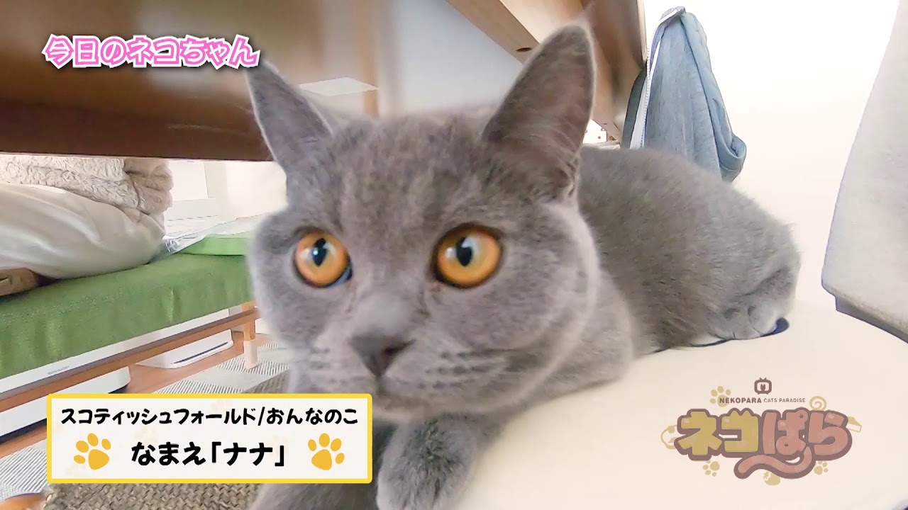 ネコぱら 今日のネコちゃん #9 ナナちゃん