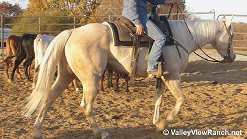 Widows Playgun - working cows! - ValleyViewRanch.net