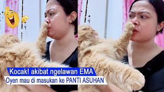 really laughing/FUNNY REACTIONS OF EMA'S ANGRY CAT TOO MUCH/FUNNY CATS COMPILATION/#CT