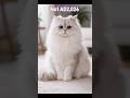 Persian Cat The Reverse Revolution Very Short Version