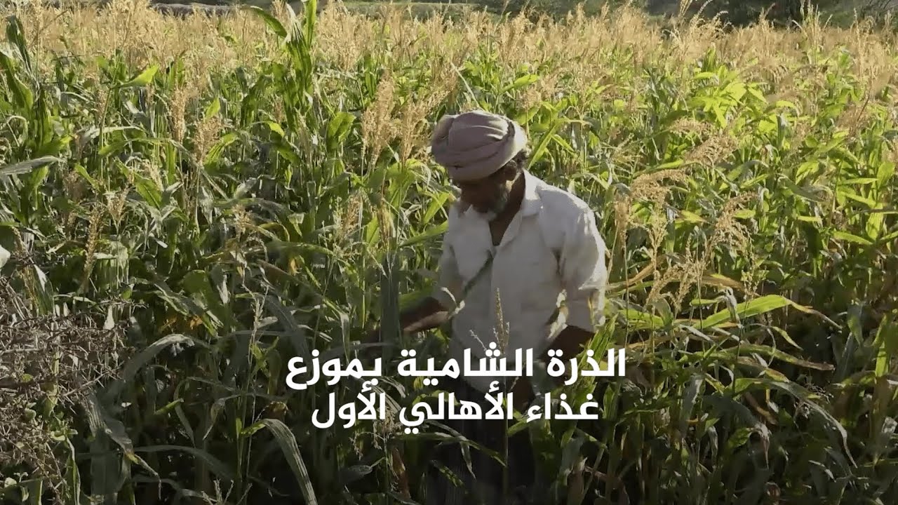 الذرة الشامية في موزع غذاء السكان الأول في زمن الحرب