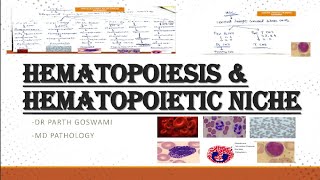 Hematopoiesis & Hematopoietic Niche || Images || Master Charts || Made Easy