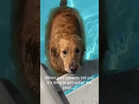 Dogs being idiot part 80 #funnydog #funnypet #cutedog #dog #pets
