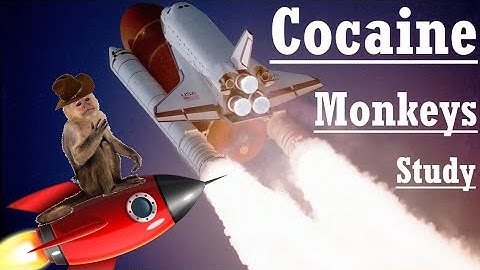 Monkeys, Dominance And Dopamine Study