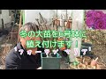 秋冬のバラ大苗を6号鉢へ！