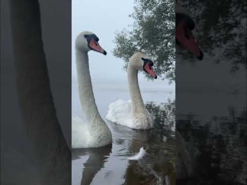 Утро. Лебеди. Morning. Swans. #nature #fantasy #morning #swans #naturelovers #water