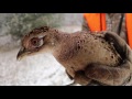 Northern Michigan Pheasant Release