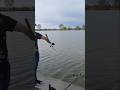 Brojimo sitno! 🎣 #shorts #carpfishing #carp #feeder #pecanje