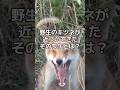 野生のキツネが近距離に来た!#動物 #野生動物 #キツネ #きつね