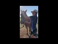 Equine Sports Massage Video Assessment