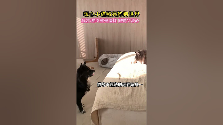 暖心小貓🐱照亮狗狗🐶世界💖 網友：貓咪就是這樣 傲嬌又暖心🌹~狗：貓哥~你就是我的光✨ ✨
