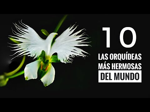 Video: Las flores más raras del mundo - descripción y foto (Top 15)