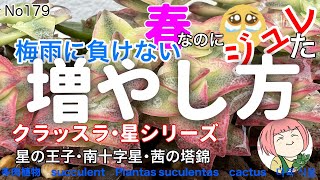 179【多肉植物】春でもジュれた