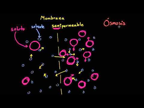 Vídeo: A què és permeable lliurement la membrana cel·lular?