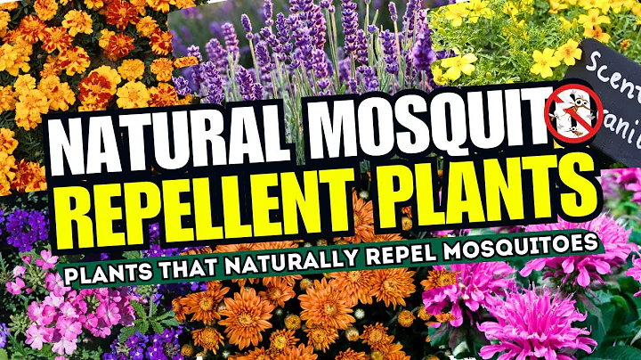 Top 15 Plants That NATURALLY Repel Mosquitoes 🦟 Natural Repellent Plants That Keep Mosquitoes AWAY 😱 - DayDayNews