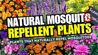 Top 15 Plants That NATURALLY Repel Mosquitoes  Natural Repellent Plants That Keep Mosquitoes AWAY