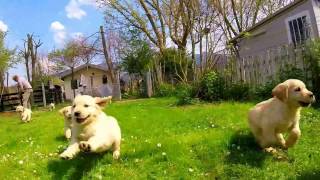 Golden Retriever Puppies - L' EMPORIO GOLD Golden Retriever Puppies - L' EMPORIO GOLD