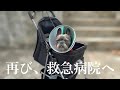 1週間で2度の手術のあと、回復したはずの愛犬が体調急変で再び救急病院へ