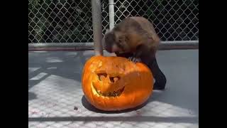 Capuchins who love halloween🎃 by ZWF MIAMI 487 views 1 year ago 11 seconds