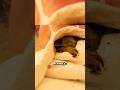 Woman Rescues Koala from Bushfire