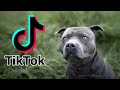 TİKTOK EN İYİ KÖPEK AKIMI ! #2